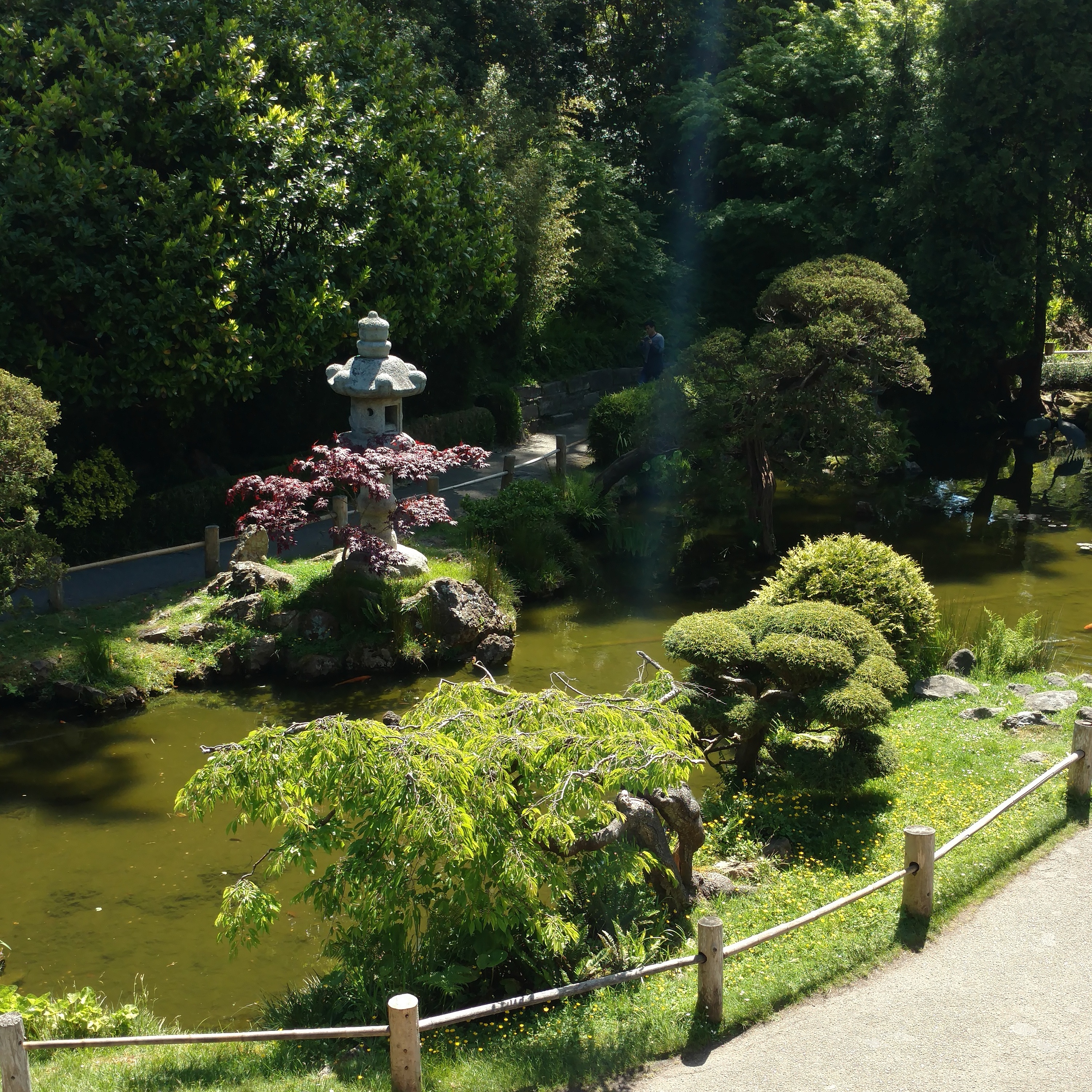 Image of Japanese Tea Garden